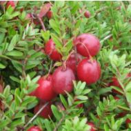 Саженец Клюква Пилигрим в контейнере